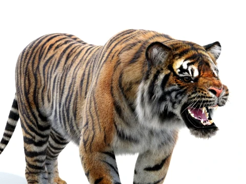 Rigged Sumatran Tiger - Hair and Fur 3D Model