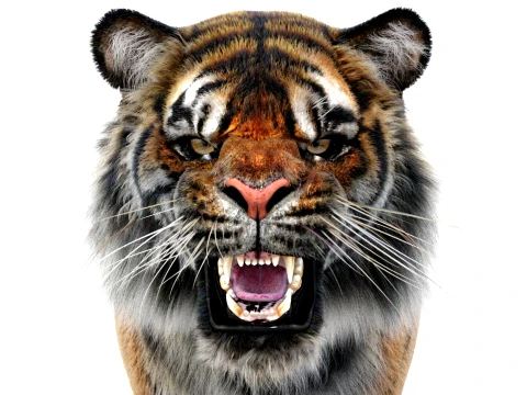 Rigged Sumatran Tiger - Hair and Fur 3D Model