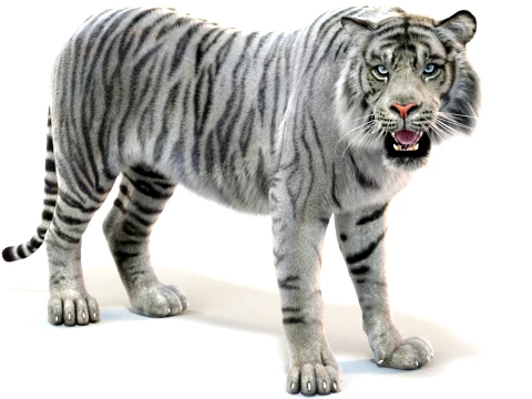 Rigged White Sumatran Tiger - Hair and Fur 3D Model