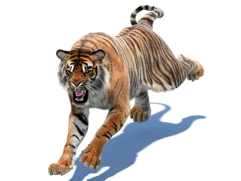 Animated Tiger - Hair and Fur 3D Model
