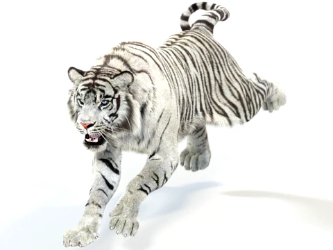 Animated White Tiger - Hair and Fur 3D Model