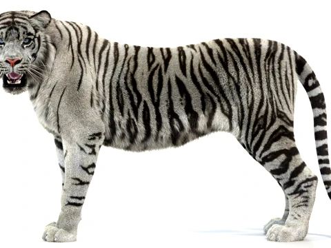 Animated White Tiger - Hair and Fur 3D Model