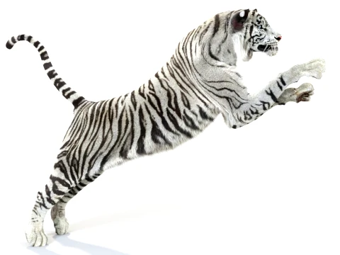 Animated White Tiger - Hair and Fur 3D Model