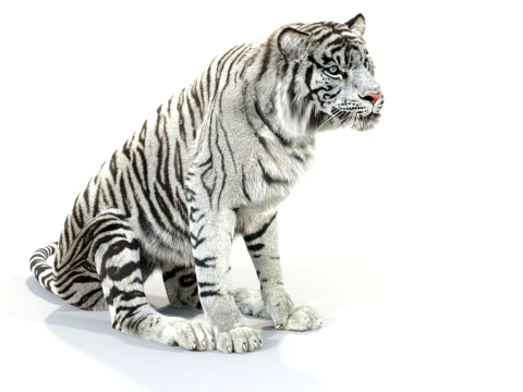 Animated White Tiger - Hair and Fur 3D Model