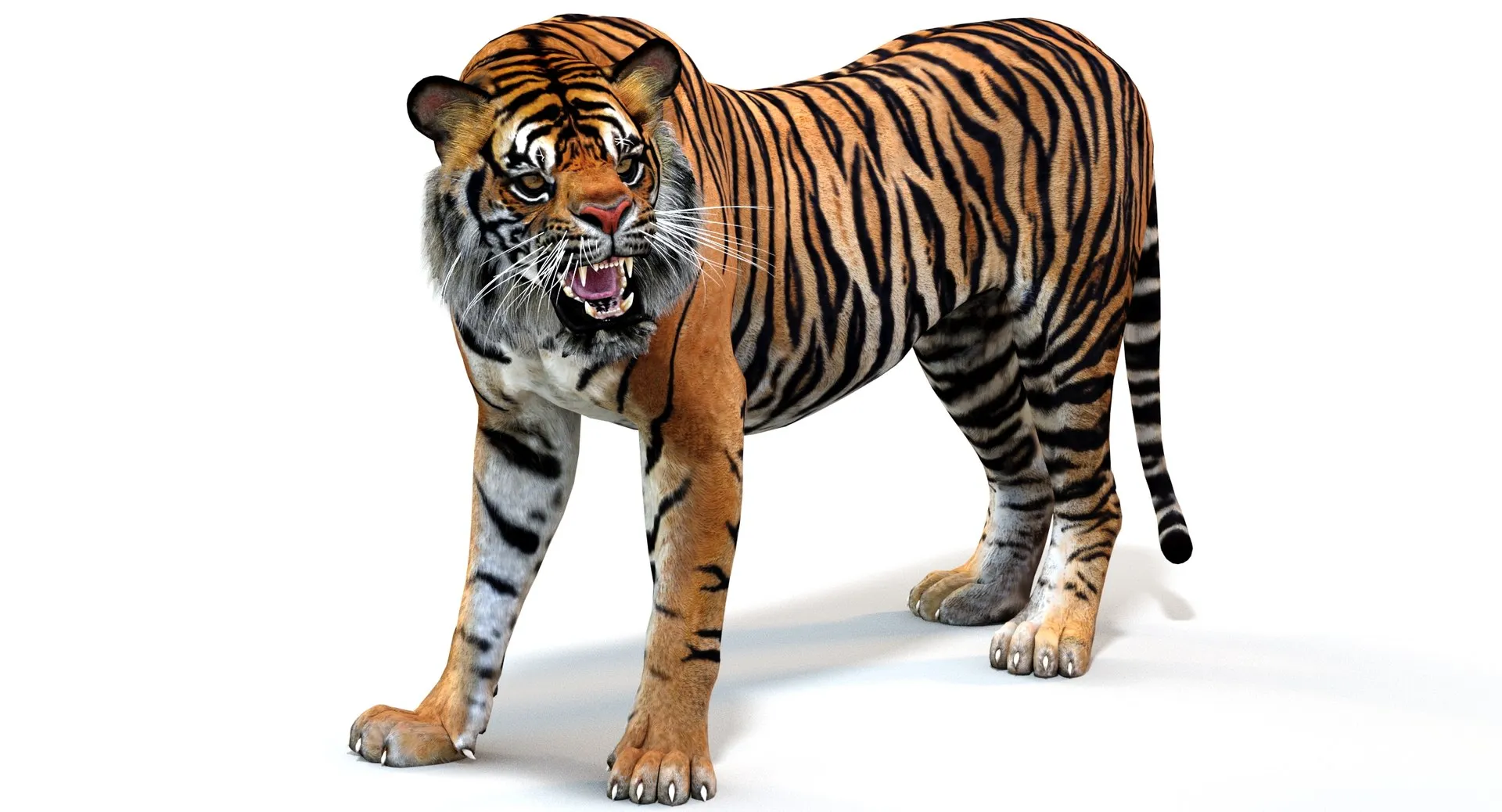 Animated Tiger - Game Ready Hair Cards 3D Model .c4d .max .obj .3ds .fbx .stl .blend 