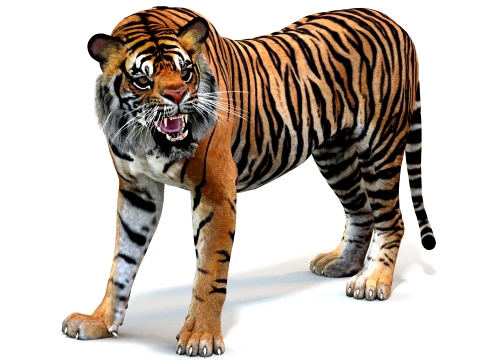 Animated Tiger - Game Ready Hair Cards 3D Model