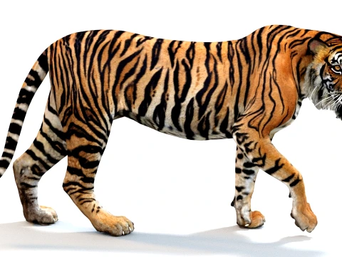 Animated Tiger - Game Ready Hair Cards 3D Model