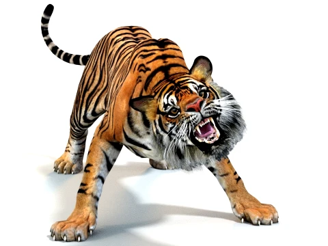 Animated Tiger - Game Ready Hair Cards 3D Model