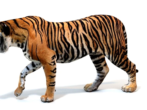Animated Tiger - Game Ready Hair Cards 3D Model