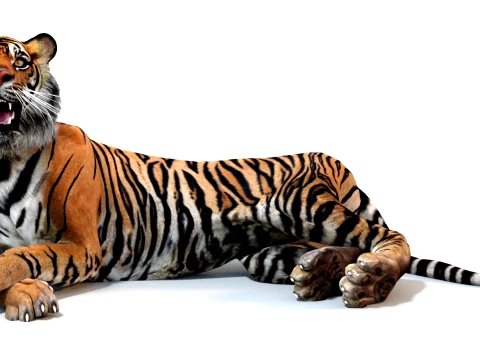 Animated Tiger - Game Ready Hair Cards 3D Model