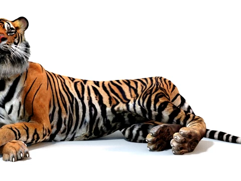 Animated Tiger - Game Ready Hair Cards 3D Model