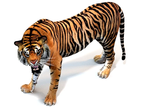 Animated Tiger - Game Ready Hair Cards 3D Model