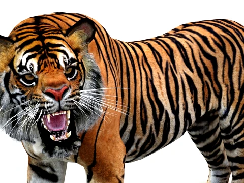 Animated Tiger - Game Ready Hair Cards 3D Model