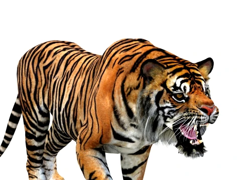 Animated Tiger - Game Ready Hair Cards 3D Model