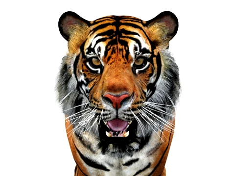 Animated Tiger - Game Ready Hair Cards 3D Model
