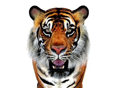 Animated Tiger - Game Ready Hair Cards 3D Model