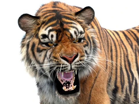 Animated Sumatran Tiger - Hair and Fur Advanced 3D Model
