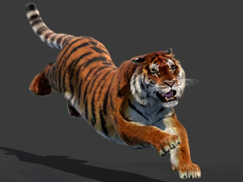 Animated Siberian Tiger - Hair and Fur 3D Model