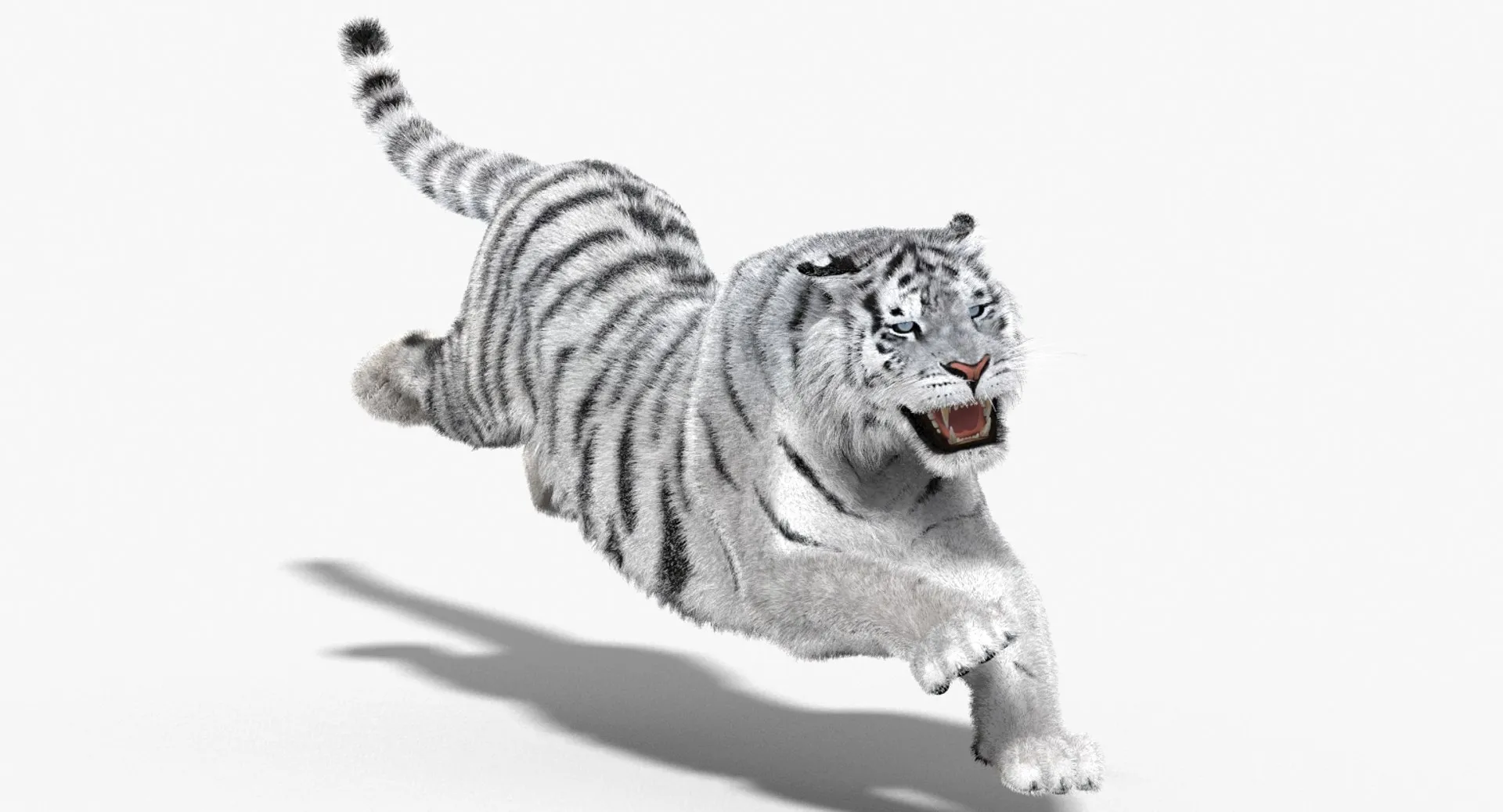 Animated Siberian White Tiger - Hair and Fur 3D Model .c4d .max .obj .3ds .fbx .stl .blend
