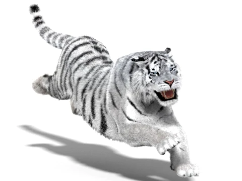 Animated Siberian White Tiger - Hair and Fur 3D Model
