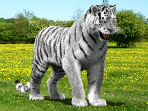 Animated Siberian White Tiger - Hair and Fur 3D Model