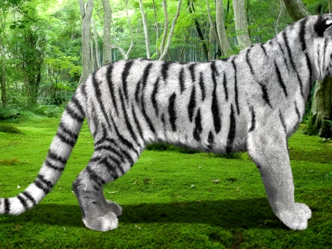 Animated Siberian White Tiger - Hair and Fur 3D Model