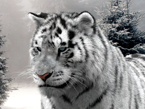 Animated Siberian White Tiger - Hair and Fur 3D Model