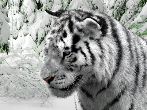 Animated Siberian White Tiger - Hair and Fur 3D Model