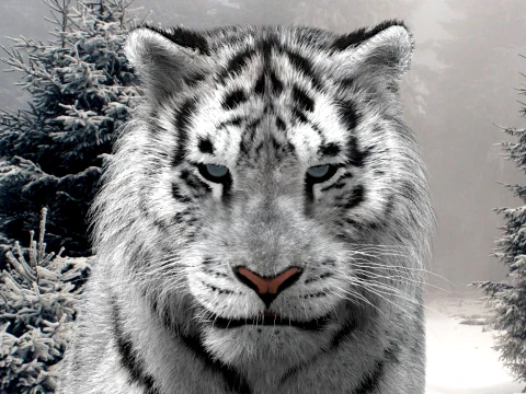Animated Siberian White Tiger - Hair and Fur 3D Model