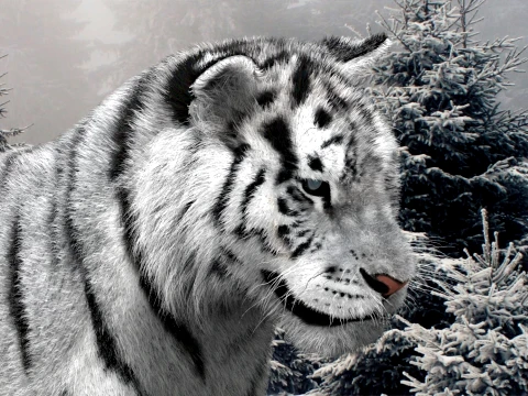 Animated Siberian White Tiger - Hair and Fur 3D Model