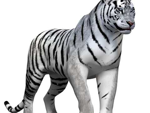 Animated Siberian White Tiger - Hair and Fur 3D Model