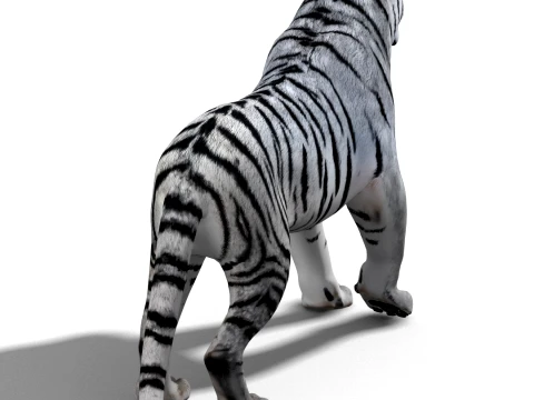 Animated Siberian White Tiger - Hair and Fur 3D Model