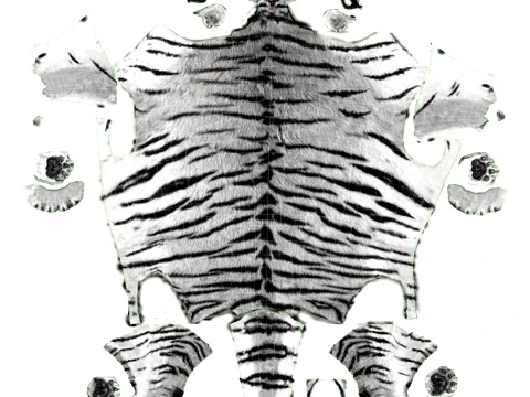 Animated Siberian White Tiger - Hair and Fur 3D Model