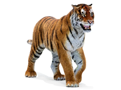 Animated Amur Tiger - Hair and Fur 3D Model