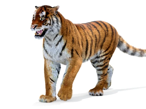 Animated Amur Tiger - Hair and Fur 3D Model