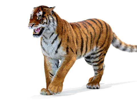 Animated Amur Tiger - Hair and Fur 3D Model
