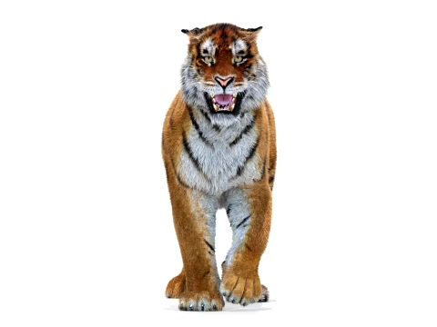 Animated Amur Tiger - Hair and Fur 3D Model