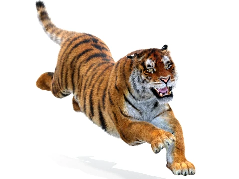 Animated Amur Tiger - Hair and Fur 3D Model