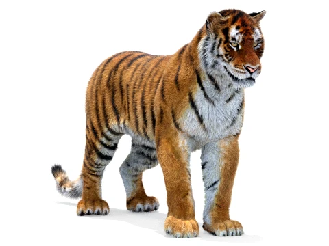 Animated Amur Tiger - Hair and Fur 3D Model