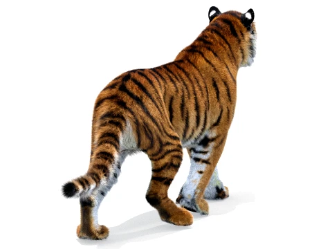 Animated Amur Tiger - Hair and Fur 3D Model