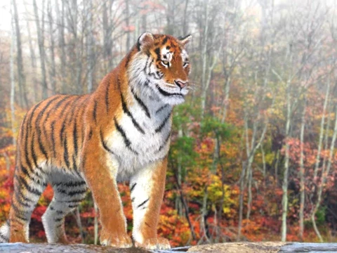 Animated Amur Tiger - Hair and Fur 3D Model