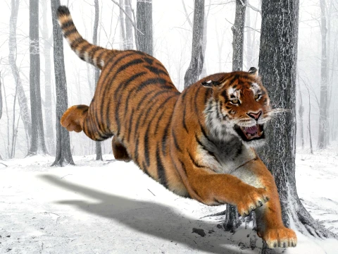 Animated Amur Tiger - Hair and Fur 3D Model
