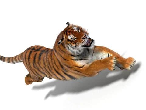 Animated Amur Tiger - Hair and Fur 3D Model