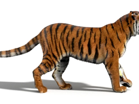 Animated Amur Tiger - Hair and Fur 3D Model