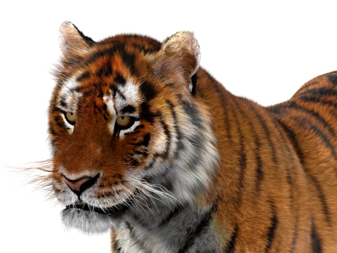Animated Amur Tiger - Hair and Fur 3D Model
