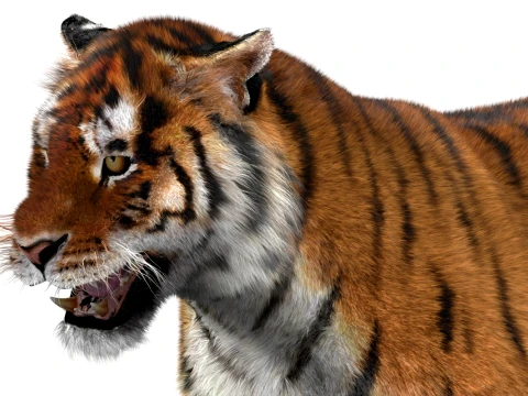 Animated Amur Tiger - Hair and Fur 3D Model