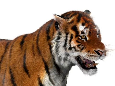 Animated Amur Tiger - Hair and Fur 3D Model