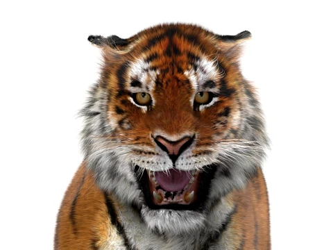 Animated Amur Tiger - Hair and Fur 3D Model