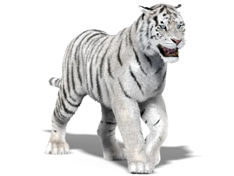 Animated White Siberian Tiger - Hair and Fur Detailed Mouth 3D Model