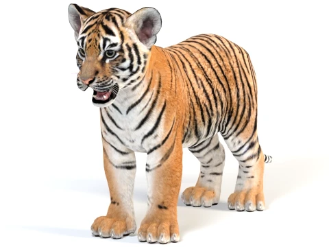 Game-Ready Tiger Cub 3D Model
